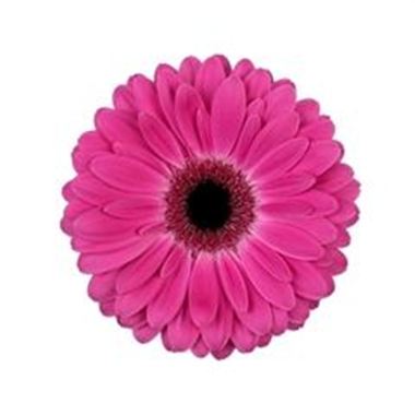 Gerbera Rich