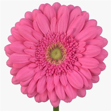 Gerbera Samara
