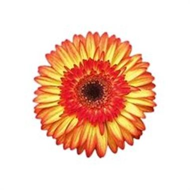 Gerbera Sunspot