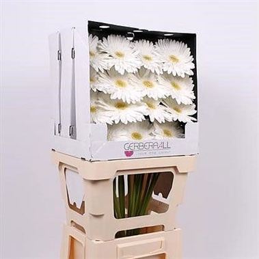 Gerbera Swanlake (diamond pack)