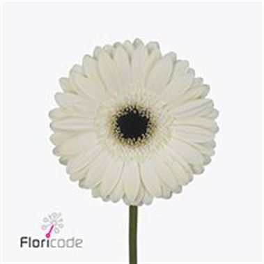 Gerbera White House