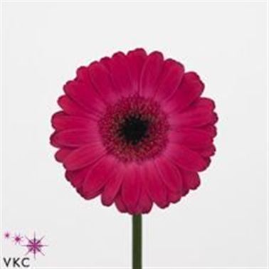 Germini Rowan (secure boxed)