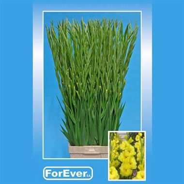 Gladioli Large Bananarama