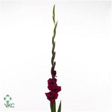 Gladioli Cayenne