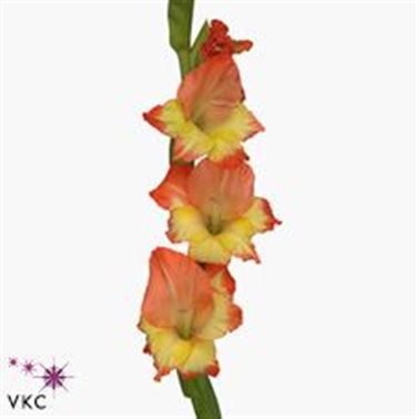 Gladioli Large Princess Margaret