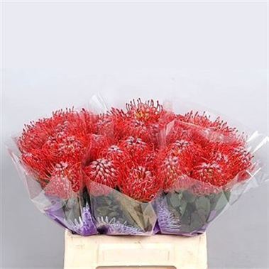 Leucospermum Rigoletto