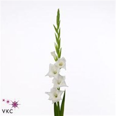 Gladioli Snowdon