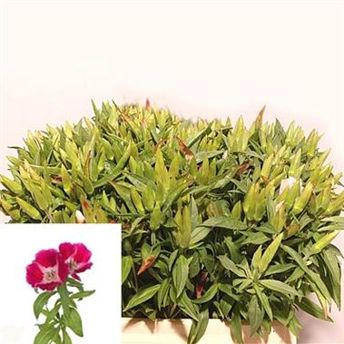 Godetia Clarkia Grace Red