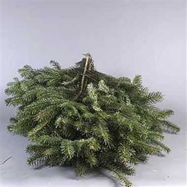 Green Nordman (Small Bunches)