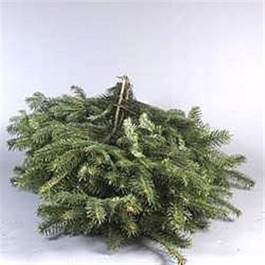 Green Nordman Spruce 5Kg