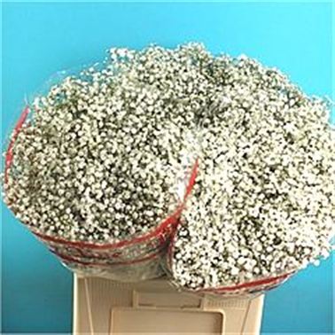 Gypsophila Beauty Bride