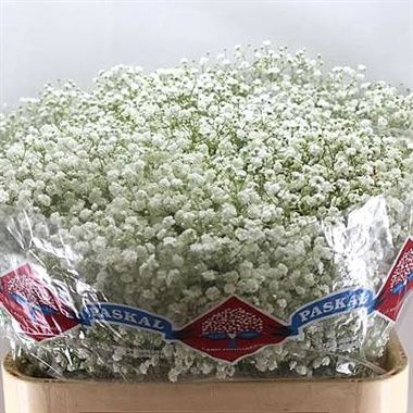 Gypsophila hora