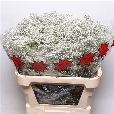 Gypsophila vivo