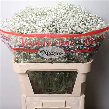 GYPSOPHILA xlence