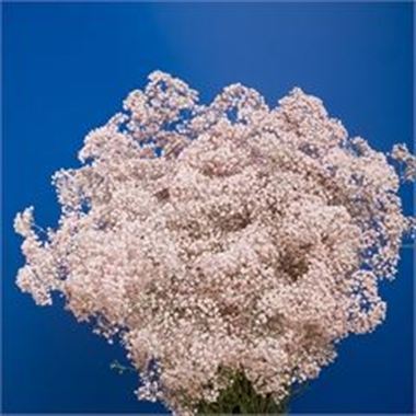Gypsophila Dyed Pink