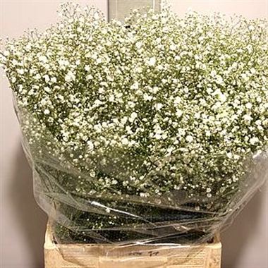 Gypsophila dynamic love