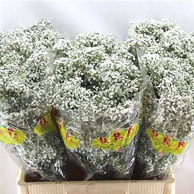 Gypsophila gypso king
