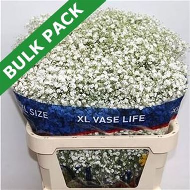 Gypsophila Bulk Pack (Large headed)