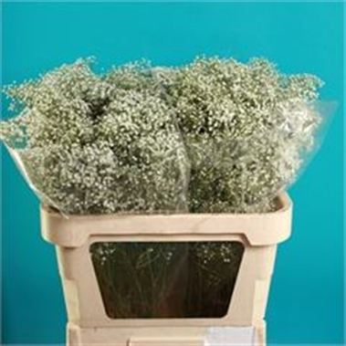 Gypsophila million stars - ecuadorian