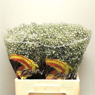 Gypsophila Pearl Blossom