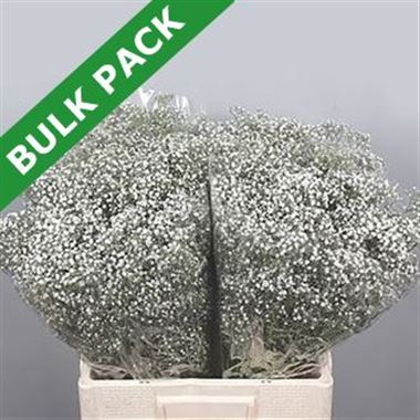 Gypsophila Bulk Pack (Small headed)