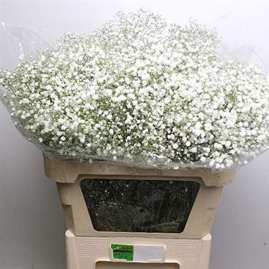 Gypsophila stella maris