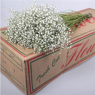 Gypsophila zinzi tyree