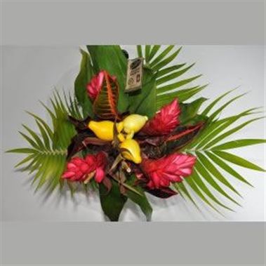 Heliconia bqt Round Pig Face