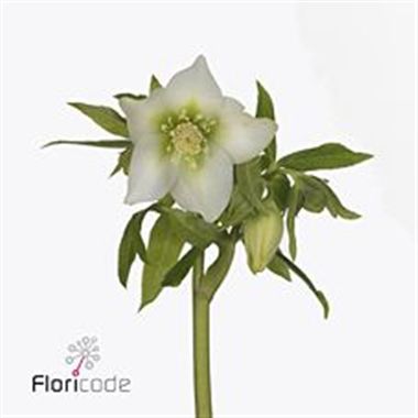 Hellebores White