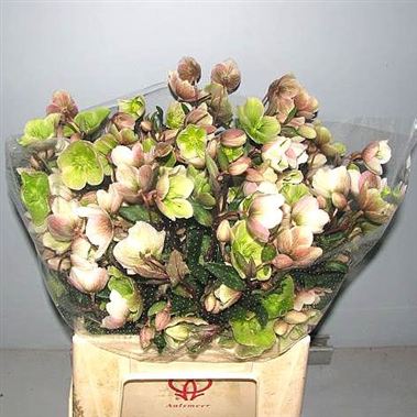 Hellebores Winterbells