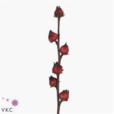 Hibiscus Red