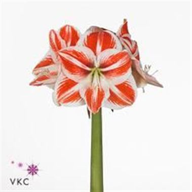 Hippeastrum Superstar