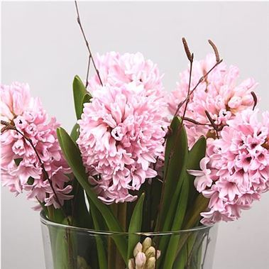 Hyacinths Anna Marie