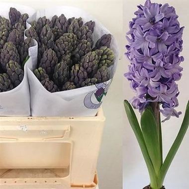 Hyacinths Blue Star