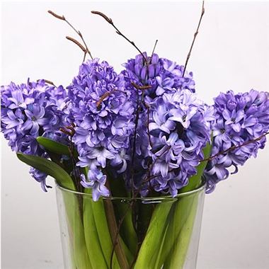 HYACINTHS Delft Blue