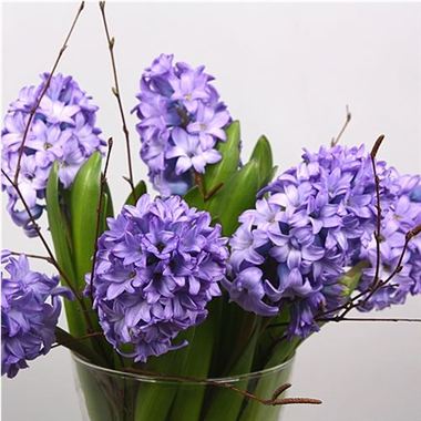 Hyacinths Minos