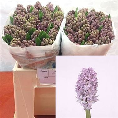 HYACINTHS Purple Star