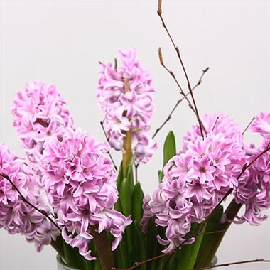 Hyacinths Splendid Cornelia