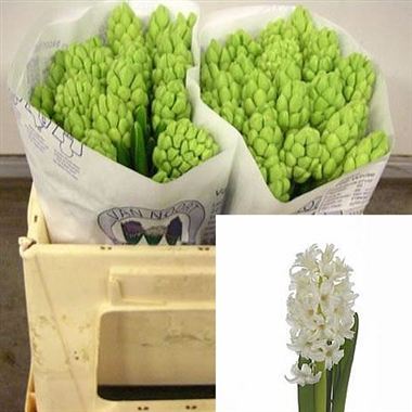 Hyacinths Top White