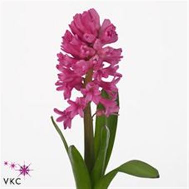 Hyacinths Vuurbaak