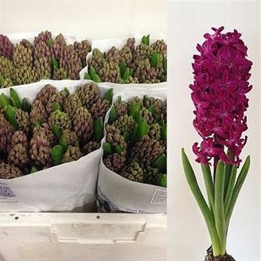 HYACINTHS Woodstock