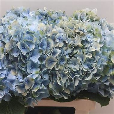 Hydrangea Challenge Classic