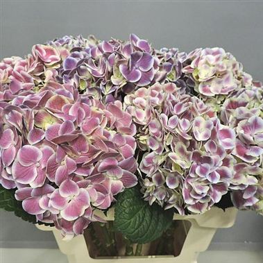 Hydrangea Harlekijn