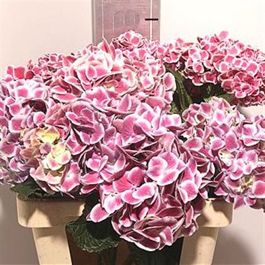 Hydrangea Harlekijn Pink