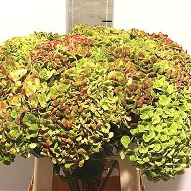 Hydrangea Magical Coral Classic