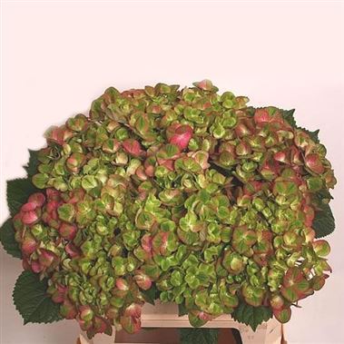 Hydrangea magical greenfire