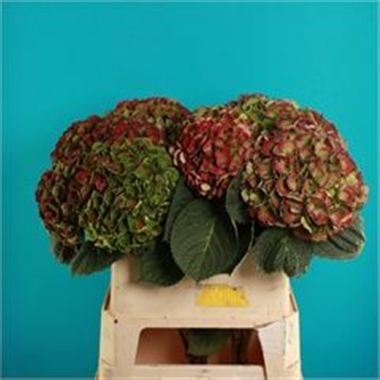 Hydrangea Magical Opal Classic