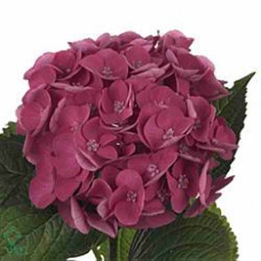 Hydrangea Magical Robin