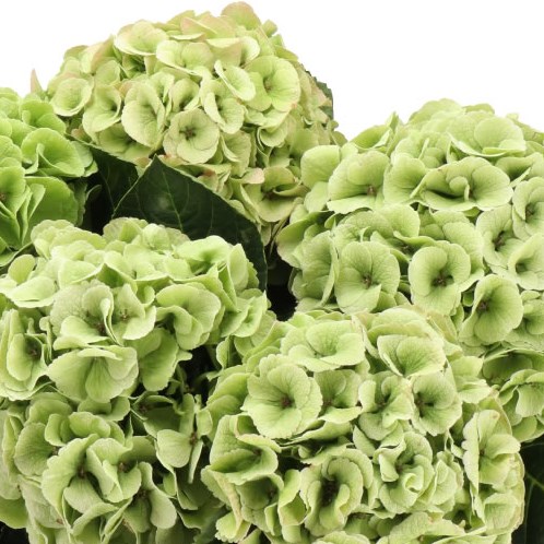 HYDRANGEA MY MATCHA CLASSIC