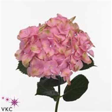 Hydrangea Suzanne Pink